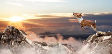 Jack Russell teriyer köpeği dağların arasından atlıyor..