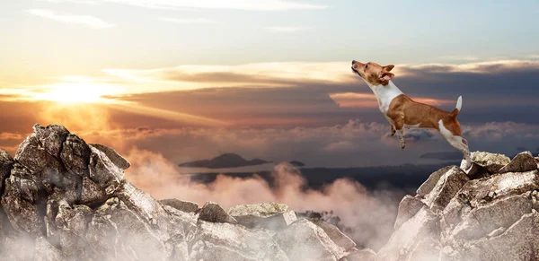 Jack Russell terrier câine sărind prin decalajul dintre munți . — Fotografie, imagine de stoc