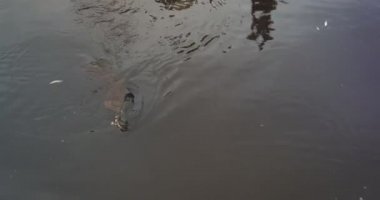 Balıkçı oltaya takılan teknenin yanında yüzen balıkları çıkarmaya çalışıyor..