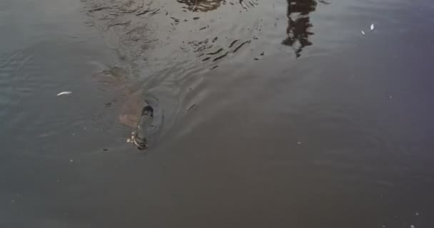 Pescador tratando de sacar los peces que nadan cerca del barco en el gancho . — Vídeo de stock