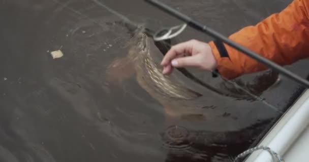 Pescador tratando de sacar los peces que nadan cerca del barco en el gancho . — Vídeos de Stock