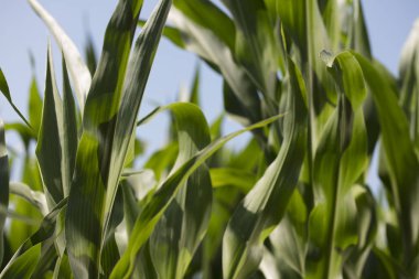 Yaz aylarında mısır tarlası.  