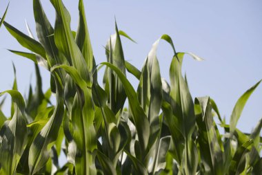 Yaz aylarında mısır tarlası.  