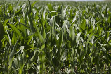 Yaz aylarında mısır tarlası.  