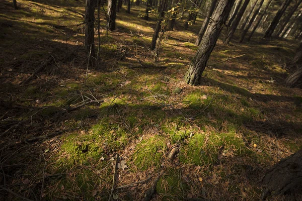 Herfst in het bos. — Stockfoto