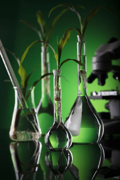 Biotechnology and floral science theme. — Stock Photo, Image