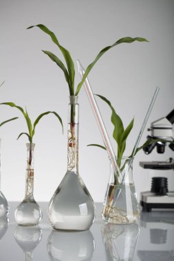 Biotechnolgy kavramı. Laboratuvar deneyleri.