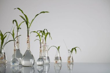 Biotechnolgy kavramı. Laboratuvar deneyleri.