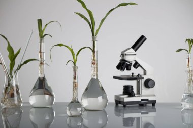 Biotechnolgy kavramı. Laboratuvar deneyleri.