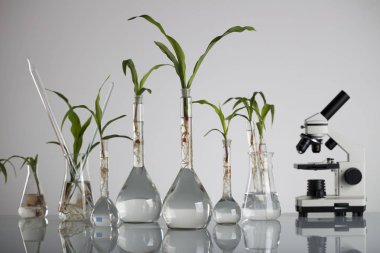 Biotechnolgy kavramı. Laboratuvar deneyleri.