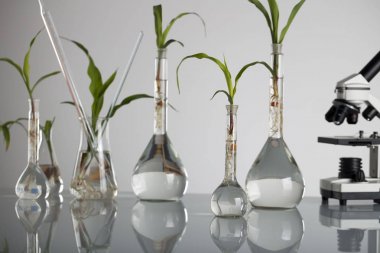 Biotechnolgy kavramı. Laboratuvar deneyleri.