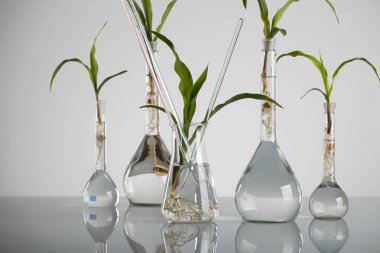 Biotechnolgy kavramı. Laboratuvar deneyleri.