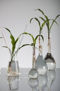 Biotechnolgy kavramı. Laboratuvar deneyleri.