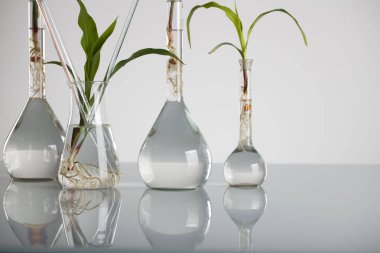 Biotechnolgy kavramı. Laboratuvar deneyleri.