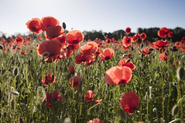 Güzel kırmızı haşhaş tarlası.