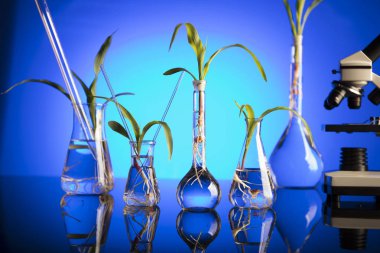 Biyoteknoloji ve çiçek bilim Tema. Flora laboratuvar deneme. Mavi arka plan.