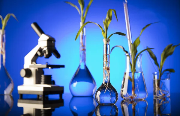 Biotecnologia Tema Ciência Floral Experimentando Com Flora Laboratório Fundo Azul — Fotografia de Stock