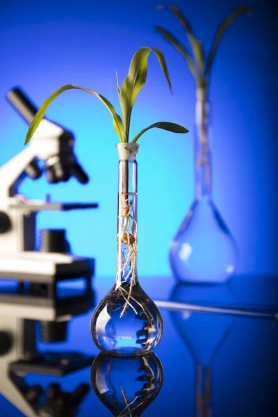 Biotecnologia Scienza Floreale Tema Sperimentare Flora Laboratorio Fondo Blu — Foto Stock