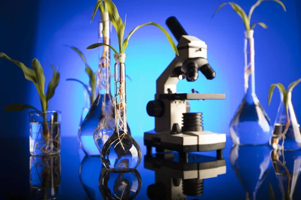 生物技术和花卉科学的主题 在实验室里试验植物群 蓝色背景 — 图库照片
