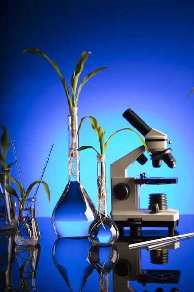 Biotechnologie Květinové Vědecké Téma Experimentování Květenou Laboratoři Modré Pozadí — Stock fotografie