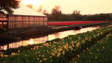 Çiçek alanları. Doğa. Dolly vurdu.