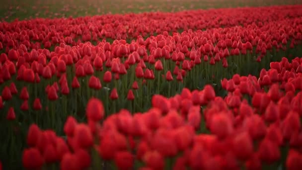 Flower Fields Nature Dolly Shot — Stock Video