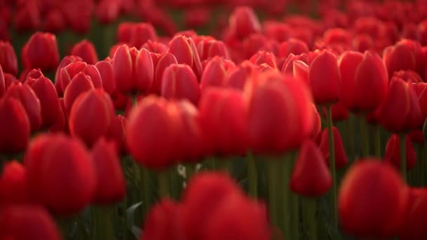 Blumenfelder Natur Kugelstoßer — Stockvideo