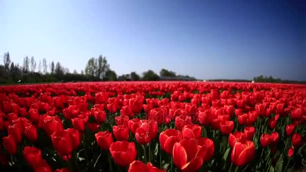 Campos Flores Natureza Dolly Atirou — Vídeo de Stock