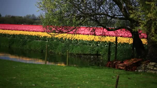 Campos Flores Naturaleza Dolly Disparó — Vídeos de Stock