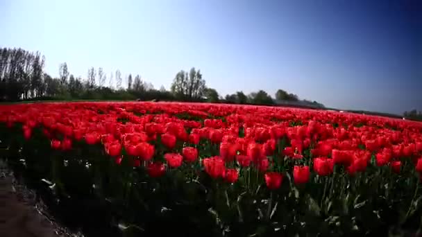 Τομείς Λουλουδιών Φύση Κουκλίτσα Πυροβόλησε — Αρχείο Βίντεο