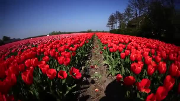 Blumenfelder Natur Kugelstoßer — Stockvideo