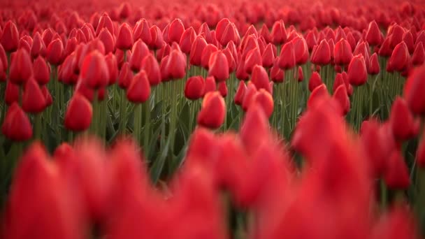 Blumenfelder Natur Kugelstoßer — Stockvideo