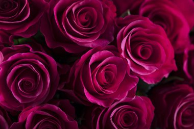 Sevgililer günü kavramı. Beyaz zemin üzerine kırmızı gül buketi. Tipografi için yer.