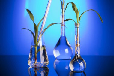Biotechnology and floral science theme. Experimenting with flora in laboratory. Blue background. clipart