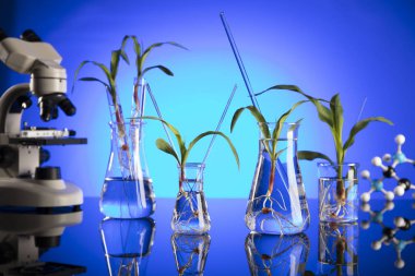 Biyoteknoloji ve çiçek bilim Tema. Flora laboratuvar deneme. Mavi arka plan.