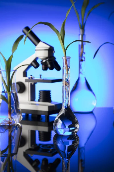 Βιοτεχνολογία Και Floral Επιστημονικό Θέμα Πειραματίζονται Χλωρίδα Στο Εργαστήριο Μπλε — Φωτογραφία Αρχείου