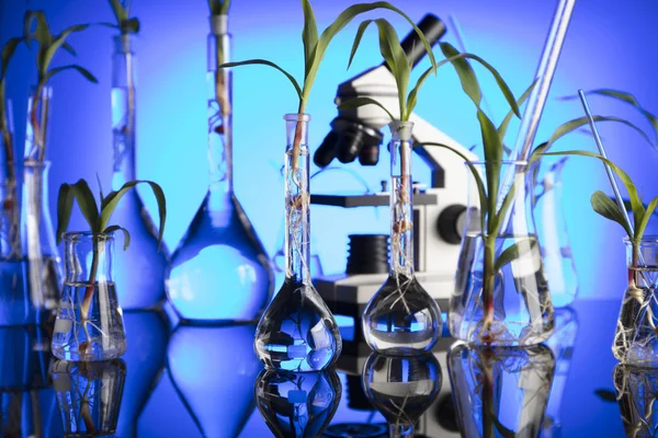 生物技术和花卉科学的主题 在实验室里试验植物群 蓝色背景 — 图库照片