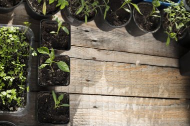 Bahar bahçe çalışır. Ahşap plakalar tencere bitkiler.