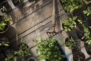 Bahar bahçe çalışır. Ahşap plakalar tencere bitkiler.