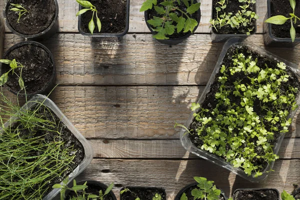 Jardín Primavera Funciona Plantas Macetas Sobre Tablones Madera —  Fotos de Stock