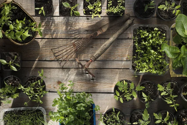 Spring garden works. Plants in pots on wooden planks.