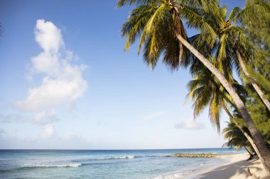 Yaz. Egzotik tatil. Palmiye ağaçları. Turkuaz su. Güneşli mavi gökyüzü. Güzel beyaz kum plaj. Parmak bir Asansör.