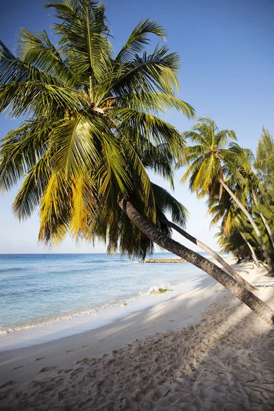 Verano Vacaciones Exóticas Palmeras Agua Turquesa Cielo Azul Soleado Hermosa —  Fotos de Stock