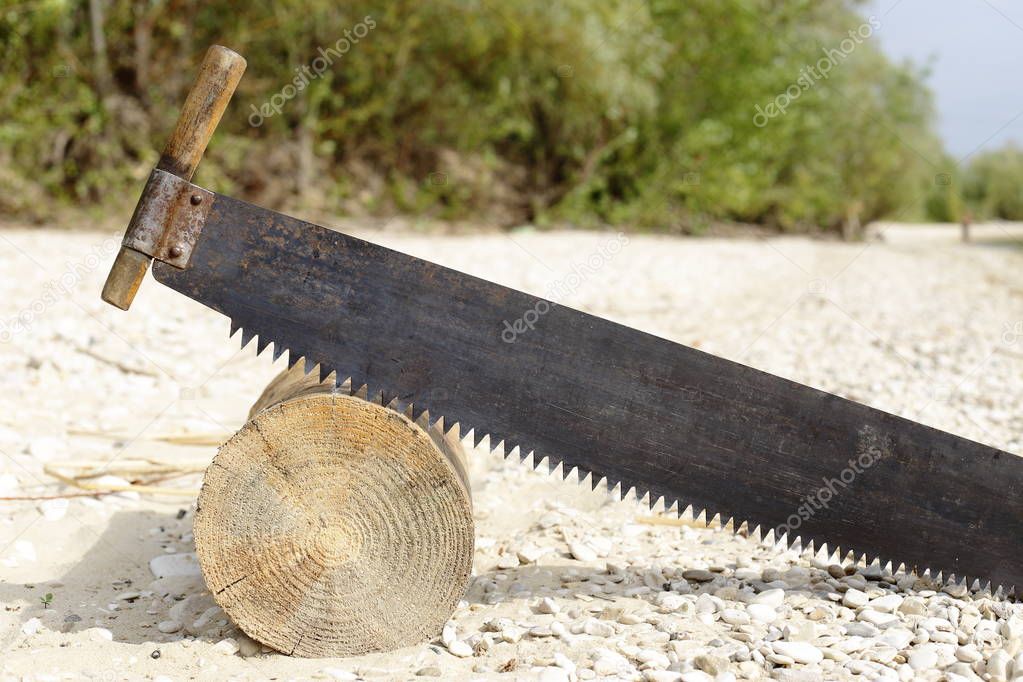 Tree trunk lying on the sand. top sticks two-man saw.