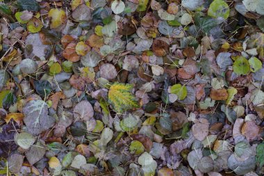  Çeşitlilik doğanın güzelliği