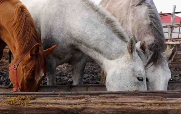 Beautiful and graceful animals on the ranch — Stock Photo, Image