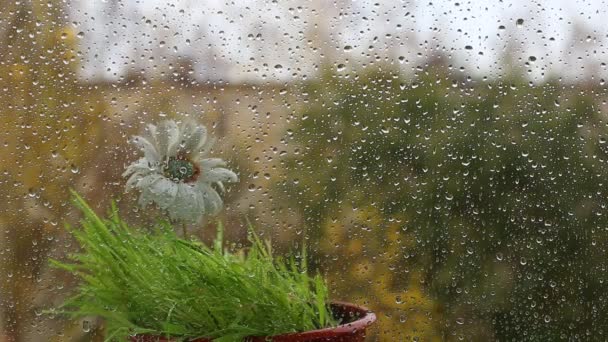 Clima lluvioso y frío y el acercamiento del invierno . — Vídeos de Stock