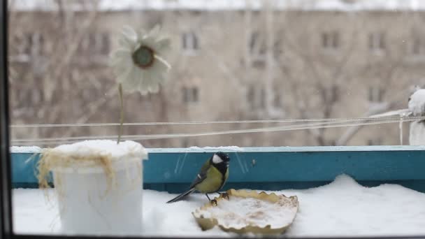 Fågeln Har Satt Fågelbordet Och Äter Spannmål Vintern Staden Och — Stockvideo