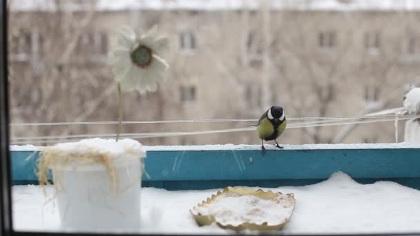 Vogel Heeft Zitten Bird Feeder Eet Graan Winter Stad Het — Stockvideo