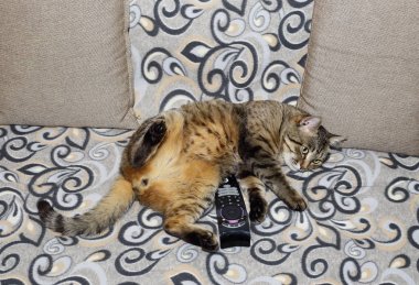 Yakışıklı kedi. Kanepede rahat poz kabarık ve şeritli olduğunu.